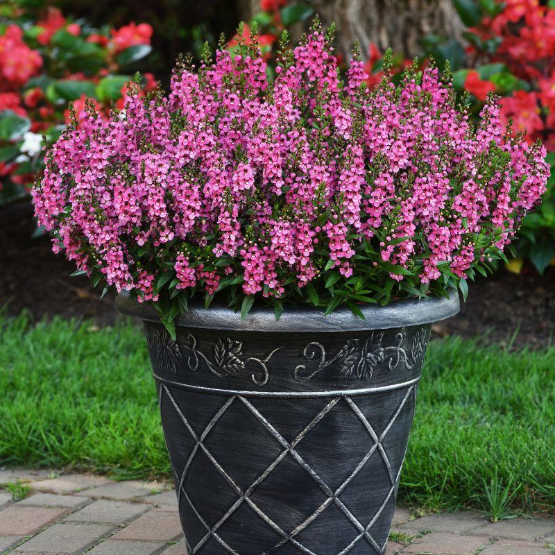 Angelonia 'serena Rose' - View 1 from www redcrocus com
