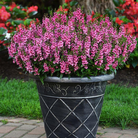 Angelonia 'serena Rose' - View 1 from www redcrocus com