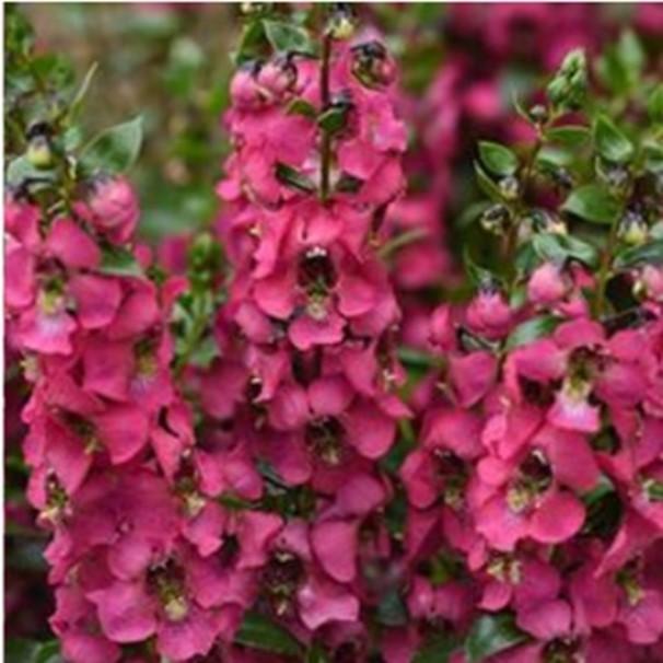 Angelonia 'serena Rose' - View 2 from www redcrocus com