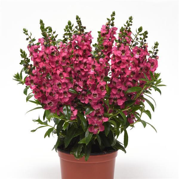 Angelonia 'serena Rose' - View 3 from www redcrocus com