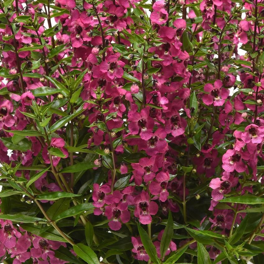 Angelonia 'serena Rose' - View 4 from www redcrocus com