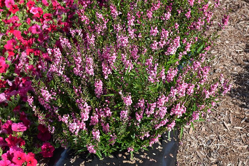 Angelonia 'serena Rose' - View 6 from www redcrocus com