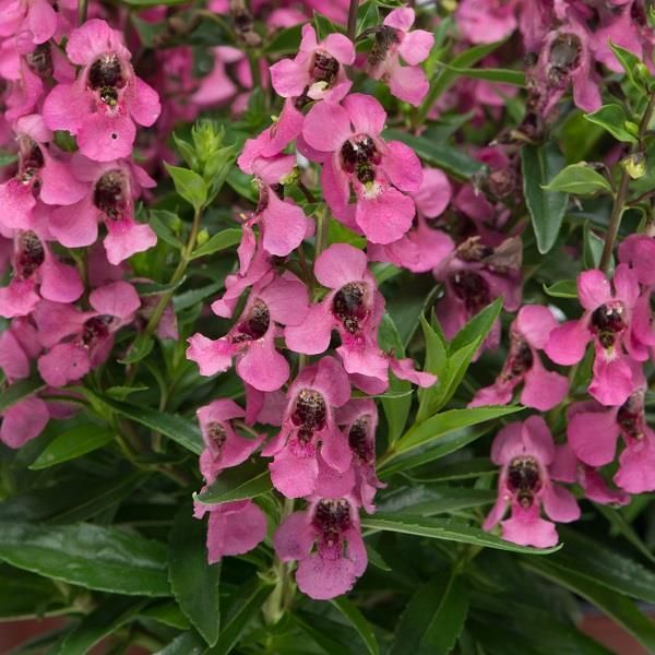 Angelonia 'serena Rose' - View 7 from www redcrocus com