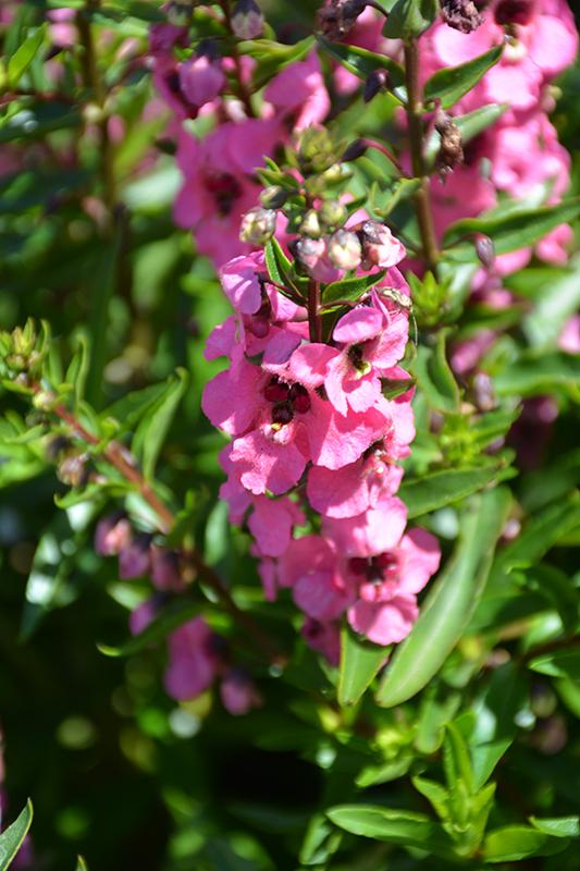 Angelonia 'serena Rose' - View 8 from www redcrocus com