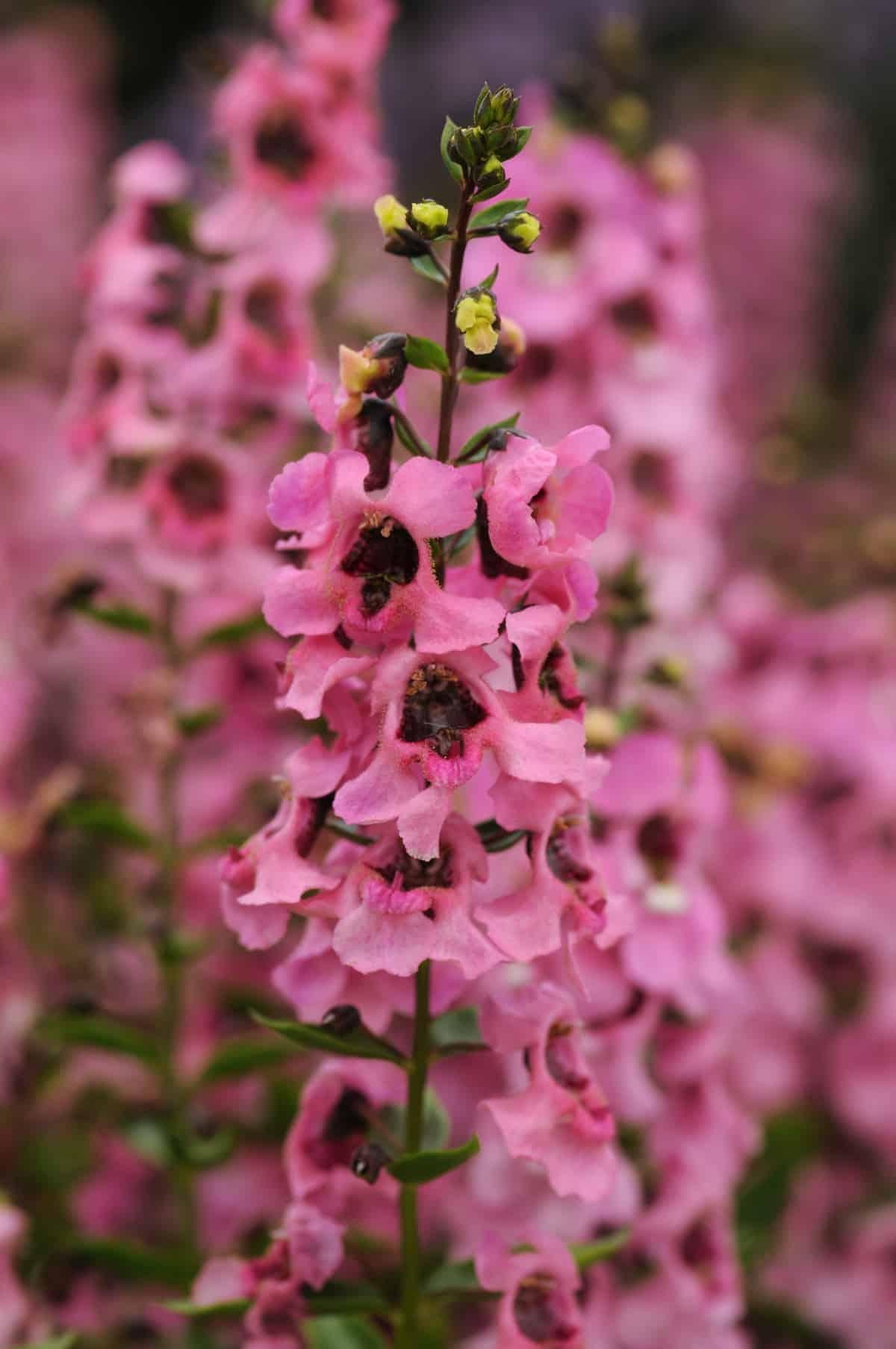 Angelonia 'serena Rose' - View 9 from www redcrocus com