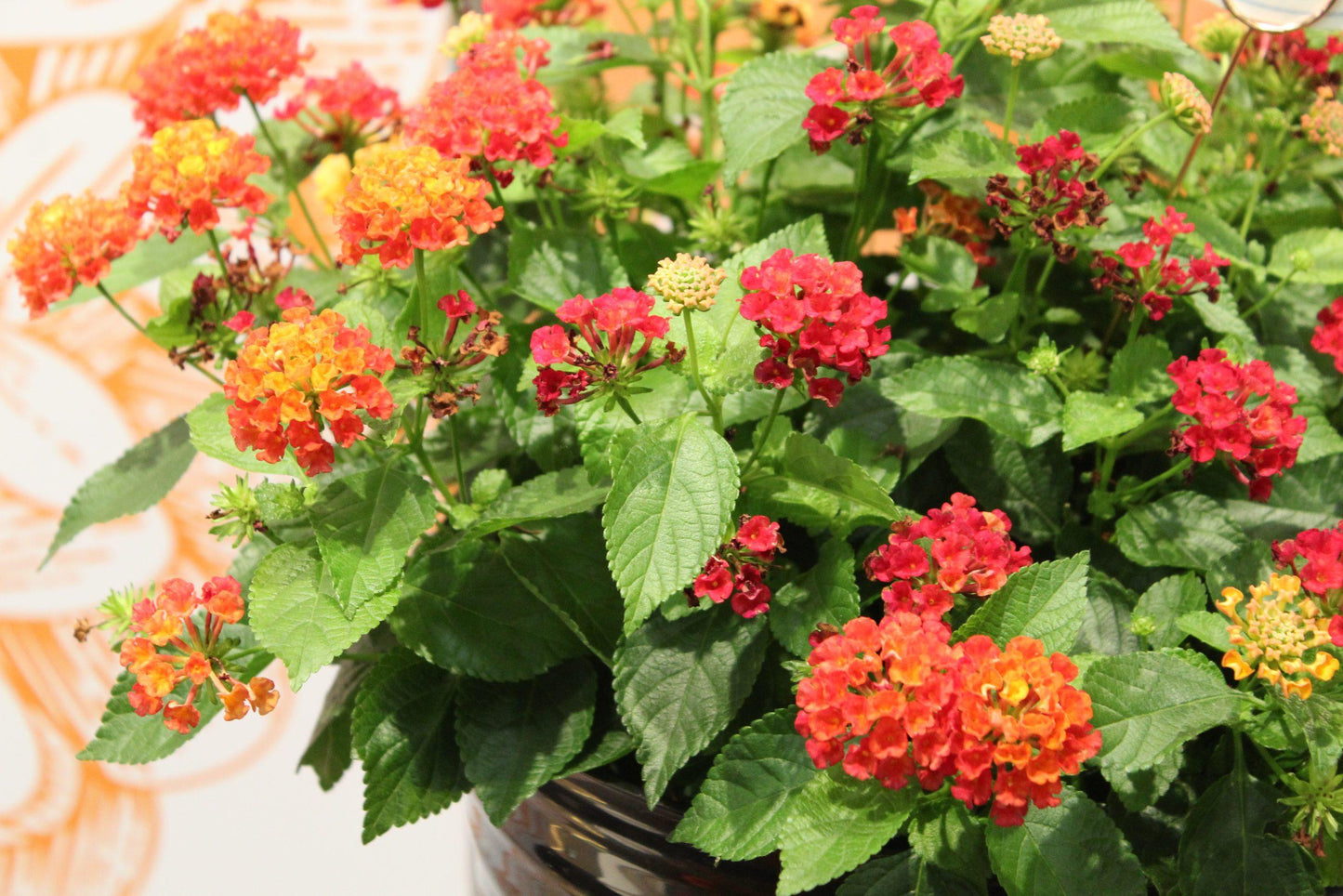 Lantana Hot Blooded Red - View 10 from www redcrocus com
