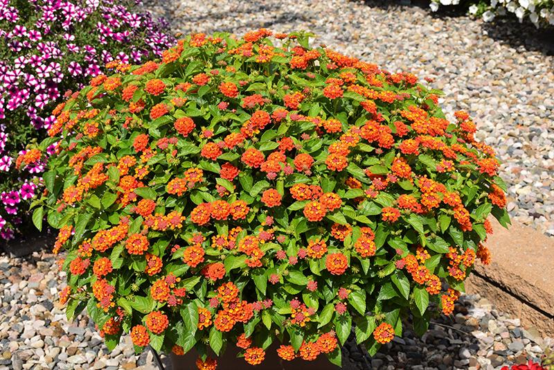Lantana Hot Blooded Red - View 11 from www redcrocus com
