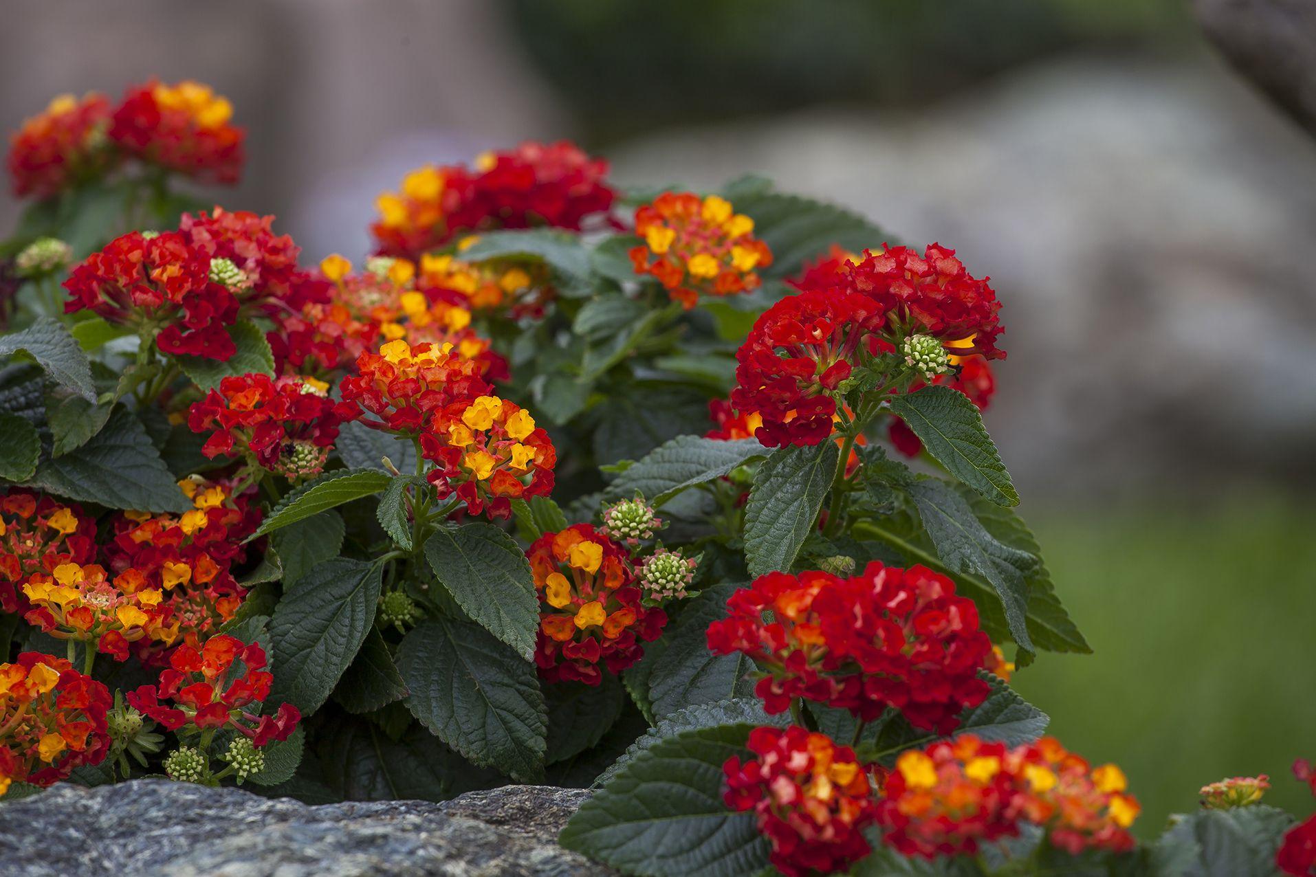 Lantana Hot Blooded Red - View 12 from www redcrocus com