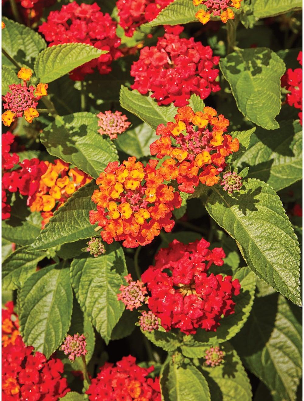 Lantana Hot Blooded Red - View 13 from www redcrocus com