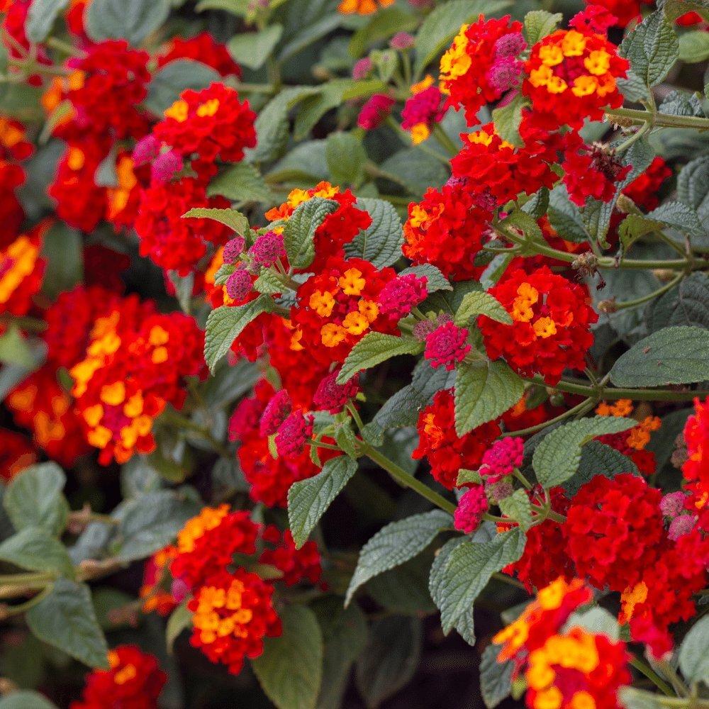 Lantana Hot Blooded Red - View 14 from www redcrocus com