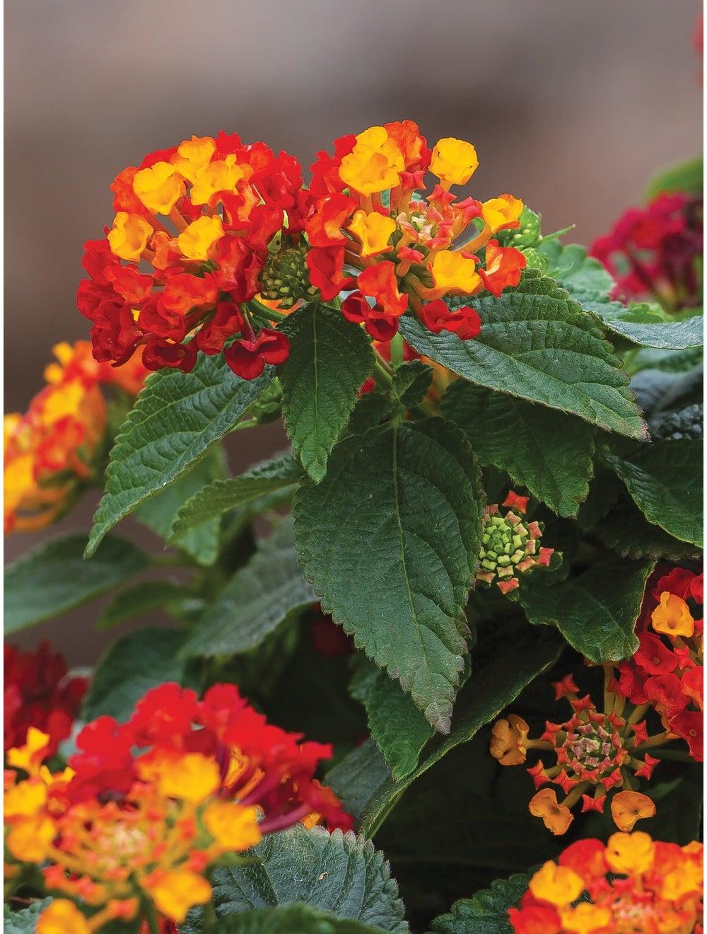 Lantana Hot Blooded Red - View 15 from www redcrocus com