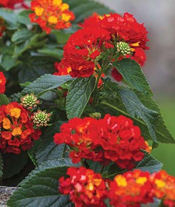 Lantana Hot Blooded Red - View 16 from www redcrocus com