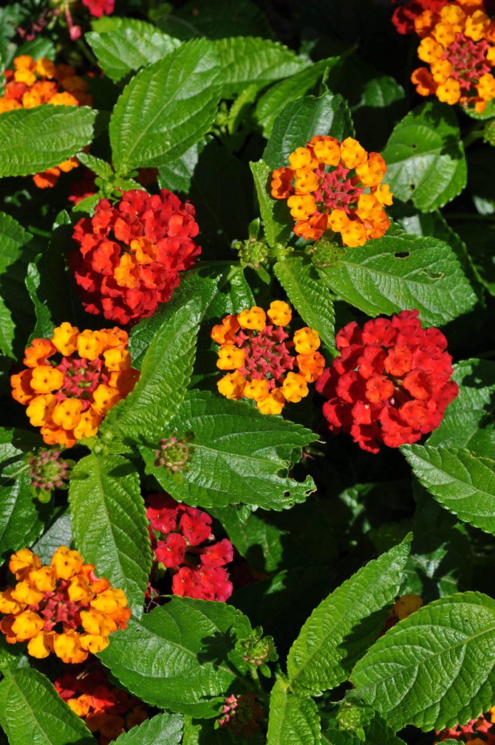 Lantana Hot Blooded Red - View 17 from www redcrocus com