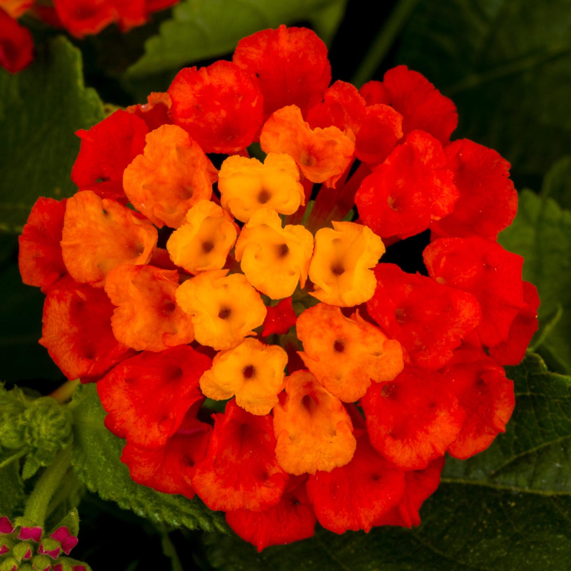 Lantana Hot Blooded Red - View 2 from www redcrocus com
