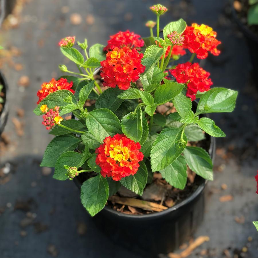 Lantana Hot Blooded Red - View 3 from www redcrocus com