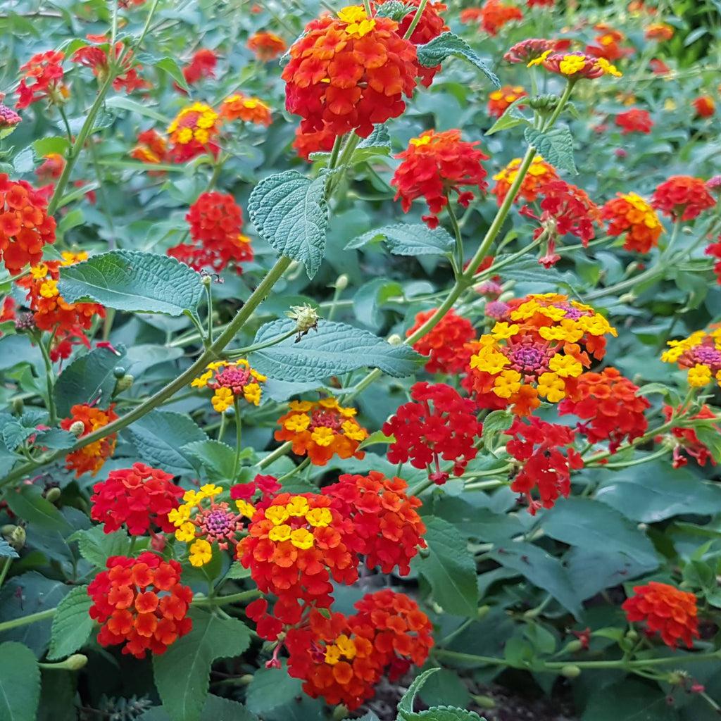 Lantana Hot Blooded Red - View 4 from www redcrocus com