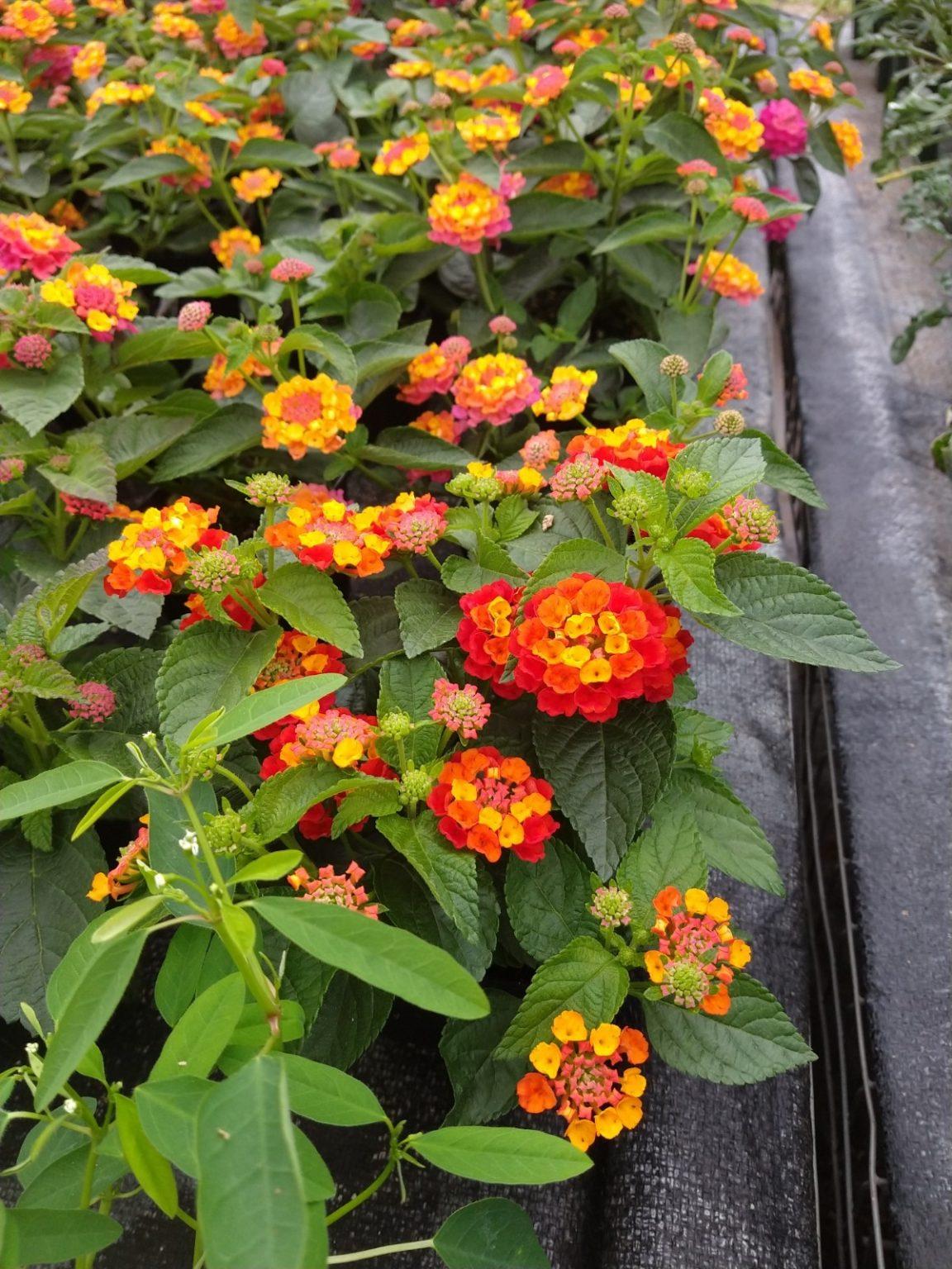 Lantana Hot Blooded Red - View 5 from www redcrocus com