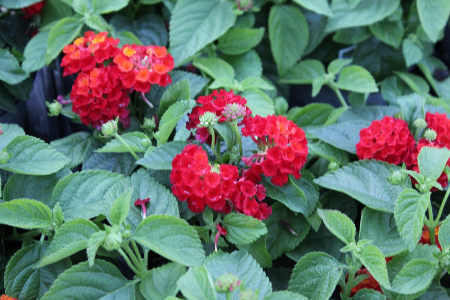 Lantana Hot Blooded Red - View 6 from www redcrocus com