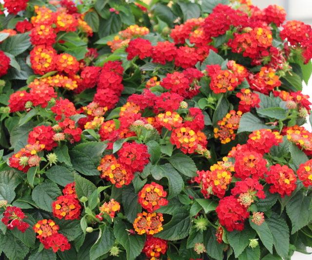Lantana Hot Blooded Red - View 7 from www redcrocus com