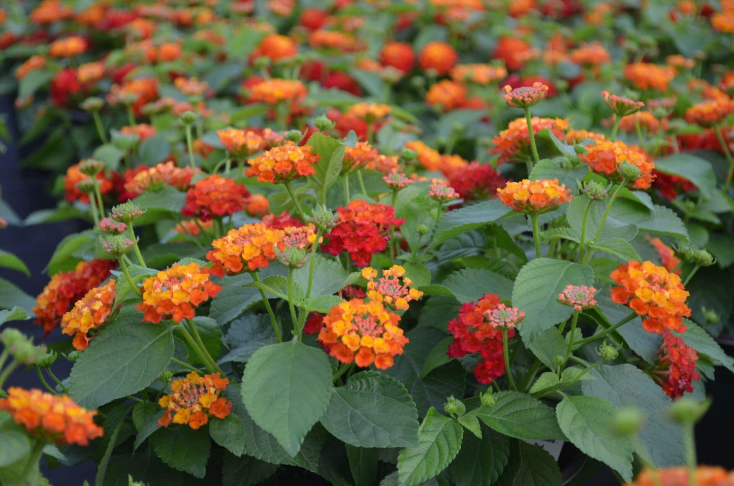 Lantana Hot Blooded Red - View 8 from www redcrocus com