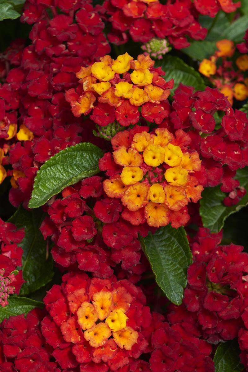 Lantana Hot Blooded Red - View 9 from www redcrocus com