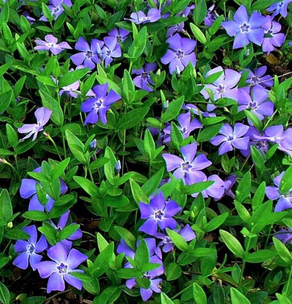 Vinca Blockbuster Blue - View 12 from www redcrocus com