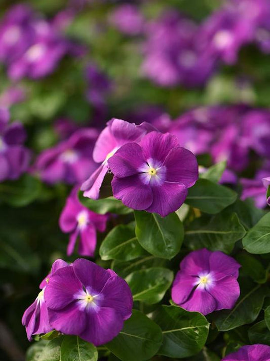 Vinca Blockbuster Blue - View 1 from www redcrocus com