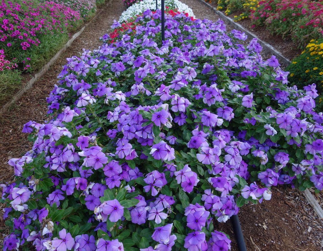 Vinca Blockbuster Blue - View 2 from www redcrocus com