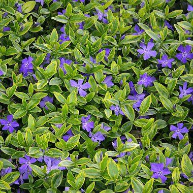 Vinca Blockbuster Blue - View 9 from www redcrocus com