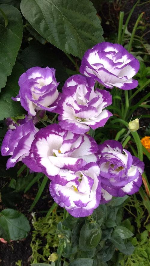 Lisianthus Carmen Blue - View 10 from www redcrocus com