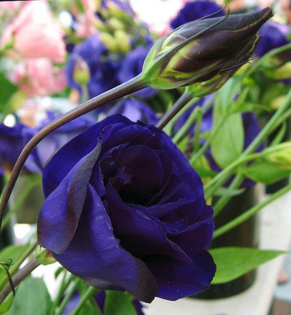 Lisianthus Carmen Blue - View 11 from www redcrocus com