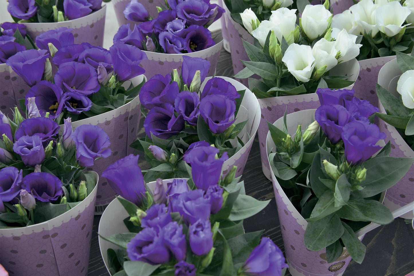 Lisianthus Carmen Blue - View 13 from www redcrocus com