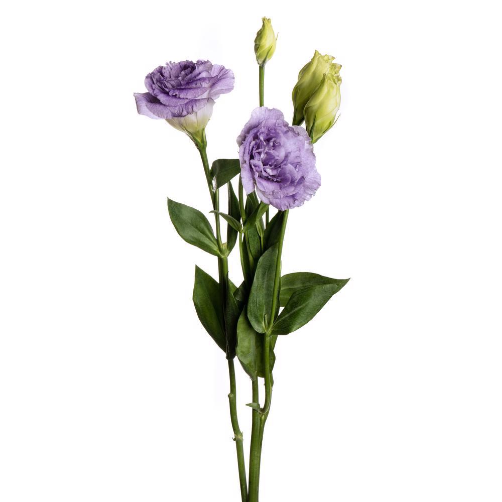Lisianthus Carmen Blue - View 14 from www redcrocus com