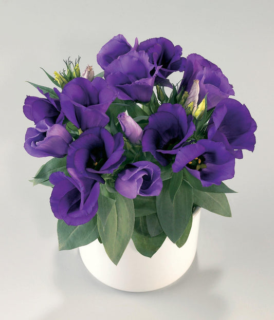 Lisianthus Carmen Blue - View 1 from www redcrocus com