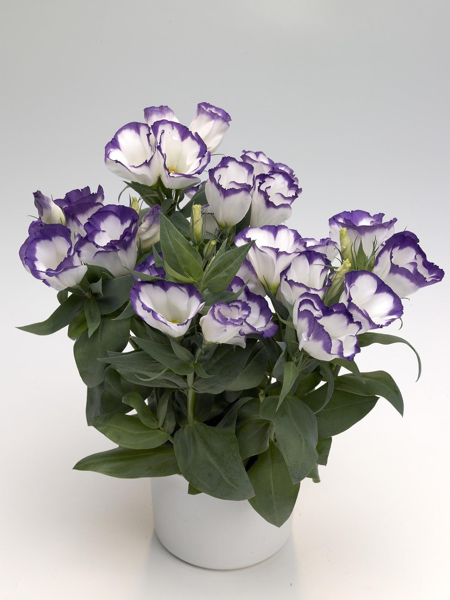 Lisianthus Carmen Blue - View 2 from www redcrocus com