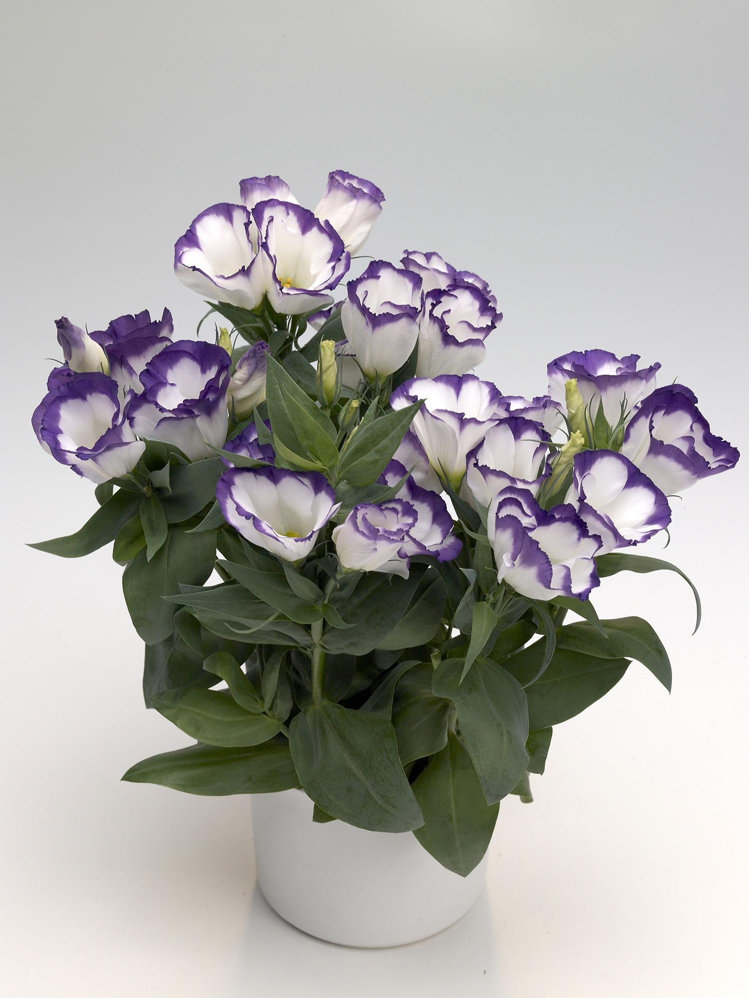 Lisianthus Carmen Blue - View 2 from www redcrocus com