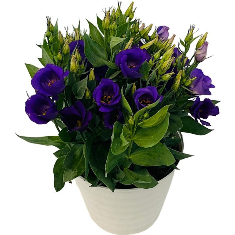 Lisianthus Carmen Blue - View 4 from www redcrocus com