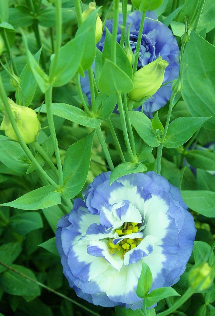 Lisianthus Carmen Blue - View 5 from www redcrocus com