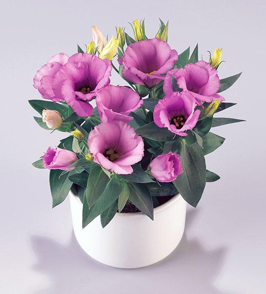 Lisianthus Carmen Blue - View 6 from www redcrocus com
