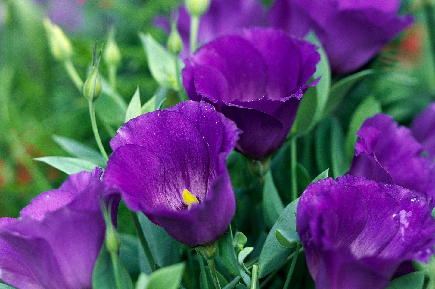 Lisianthus Carmen Blue - View 7 from www redcrocus com