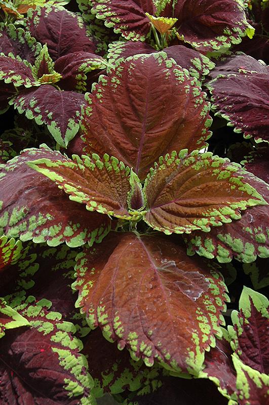 Coleus Kong Jr  Scarlet - View 10 from www redcrocus com