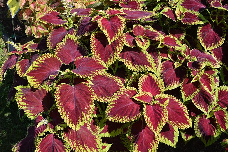 Coleus Kong Jr  Scarlet - View 11 from www redcrocus com