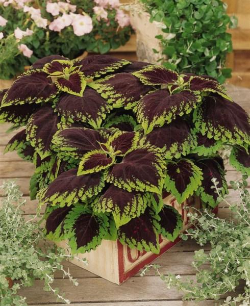 Coleus Kong Jr  Scarlet - View 12 from www redcrocus com