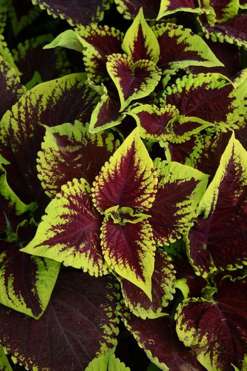 Coleus Kong Jr  Scarlet - View 13 from www redcrocus com