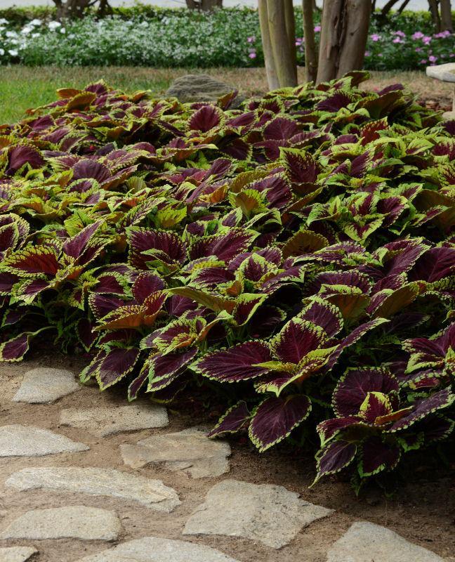 Coleus Kong Jr  Scarlet - View 14 from www redcrocus com