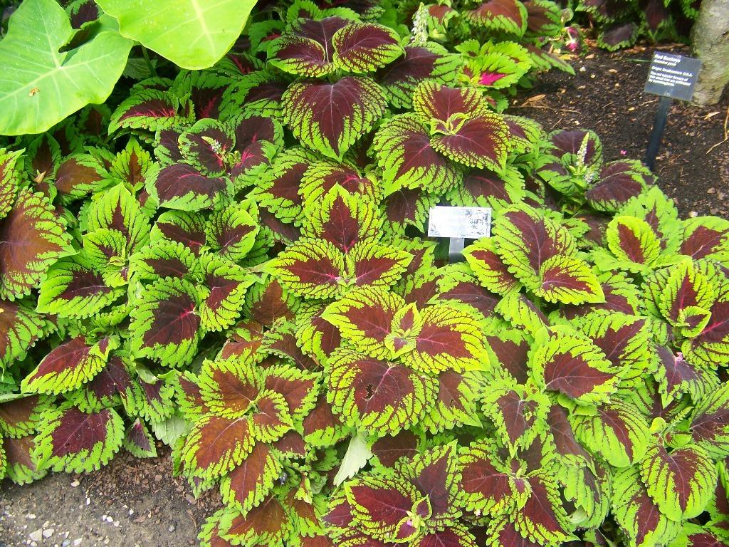 Coleus Kong Jr  Scarlet - View 15 from www redcrocus com