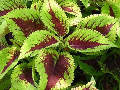 Coleus Kong Jr  Scarlet - View 16 from www redcrocus com