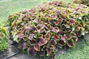 Coleus Kong Jr  Scarlet - View 17 from www redcrocus com