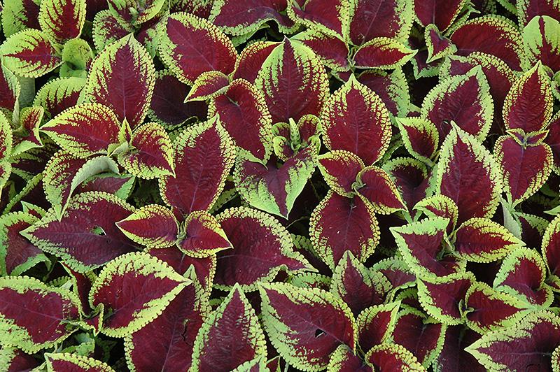 Coleus Kong Jr  Scarlet - View 1 from www redcrocus com