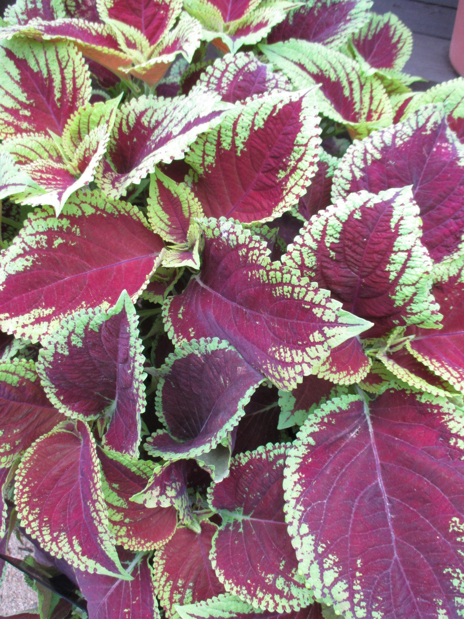 Coleus Kong Jr  Scarlet - View 2 from www redcrocus com